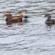 Couple de Canards mandarins sur l’Erdre